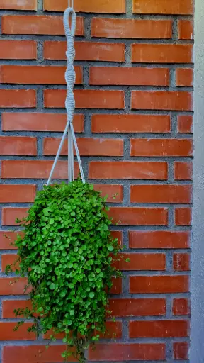 «Ébano» | Portamacetera de macramé